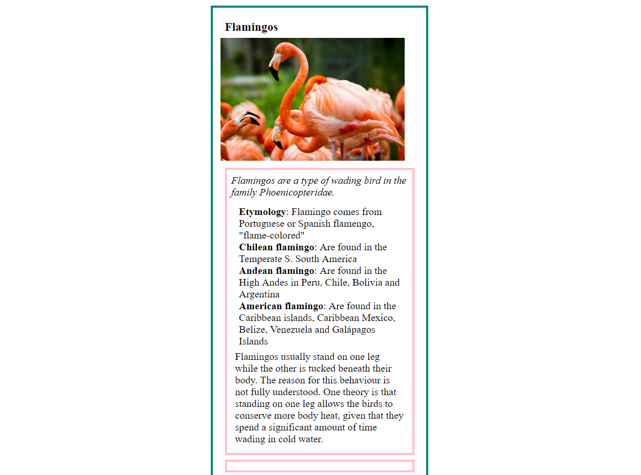 Static image of the Flamingos-Animal Card Project